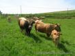 Troupeau de race d'Aubrac - Troupeau de race Aubrac.JPG